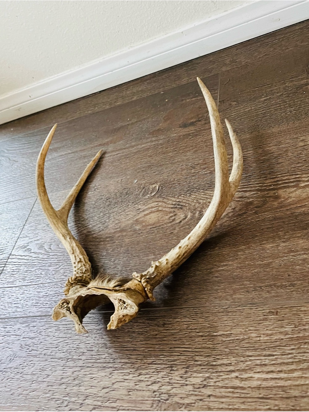 Natural Brown Deer Antler Wall Decor - Rustic Home Accent - Picture 6 of 8